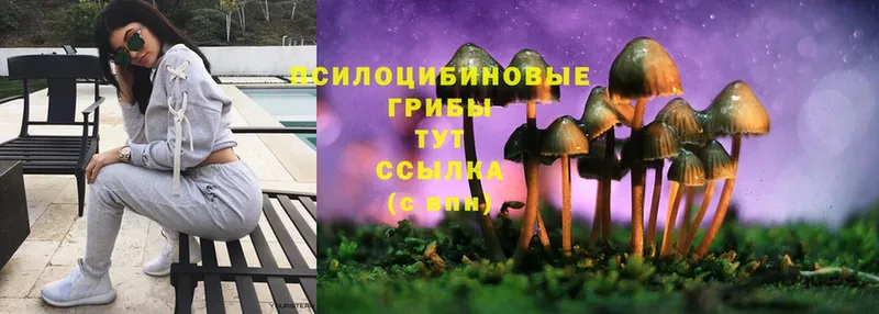 где найти   Горячий Ключ  Псилоцибиновые грибы Psilocybine cubensis 